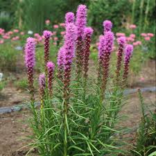 Pink Liatris Spicata Flower seeds for Planting - Perfect for Borders, Heirloom & GMO Free Seeds for Home Garden