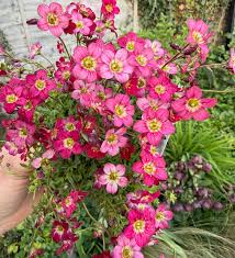 Pink Saxifraga Flower seeds for Planting - Garden Favorite, Heirloom & GMO Free Seeds for Home Garden