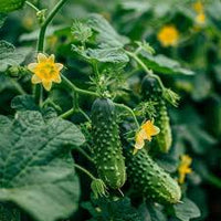 Cucumber Gherkin Seeds for Easy Planting