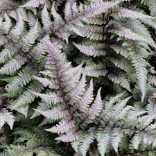 Japanese Painted Fern Flower seeds for Planting - Colorful Display, Heirloom & GMO Free Seeds for Home Garden