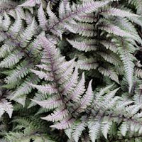 Japanese Painted Fern Flower seeds for Planting - Colorful Display, Heirloom & GMO Free Seeds for Home Garden