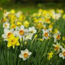 Mixed Daffodils Flower Seeds for Planting Colorful Display Heirloom & GMO Free Seeds for Home Garden
 
 Sale