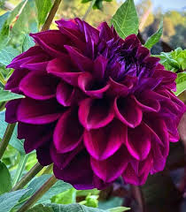 Purple Beard Dahlia Flower seeds for Planting - Low Maintenance, Heirloom & GMO Free Seeds for Home Garden