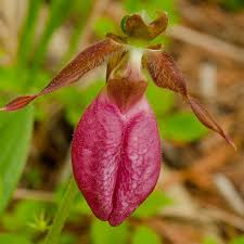 Pink Cypripedium Acaule Flower seeds for Planting - Shade Tolerant, Heirloom & GMO Free Seeds for Home Garden