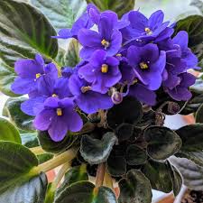 Violet Matthiola Incana Flower seeds for Planting - Shade Tolerant, Heirloom & GMO Free Seeds for Home Garden