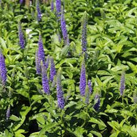 Veronica Spicata Planting for Vibrant Blooms  Seeds for a Lush and Colorful Garden