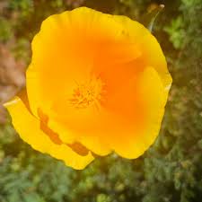 Yellow Eschscholzia Flower Seeds Planting