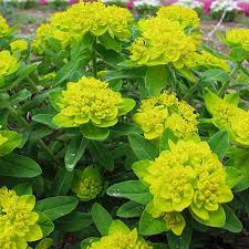 Yellow Euphorbia Polychroma Flower seeds for Planting - Wildflower Mix, Heirloom & GMO Free Seeds for Home Garden