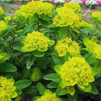Yellow Euphorbia Polychroma Flower seeds for Planting - Wildflower Mix, Heirloom & GMO Free Seeds for Home Garden