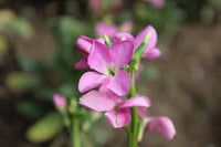 Pink EveningScented Flower Seeds for Planting Garden Favorite Heirloom & GMO Free Seeds for Home Garden
 
 Sale