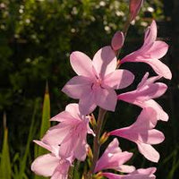 Watsonia Borbonica Flower seeds for Planting Wildflower Mix Heirloom & GMO Free Seeds for Home Garden