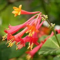 Lonicera Sempervirens Flower seeds for Planting - Vibrant Colors, Heirloom & GMO Free Seeds for Home Garden