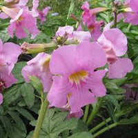Incarvilla Flower seeds for Planting - Vibrant Colors, Heirloom & GMO Free Seeds for Home Garden