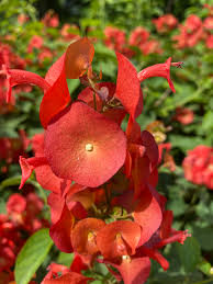 Heirloom Holmskioldia Flower seeds for Planting Cut Flower Favorite Heirloom & GMO Free Seeds for Home Garden