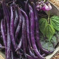 Purple Bush Bean Seeds for Vegetable Planting