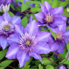 Blue Clematis Flower seeds for Planting Seasonal Bloomer Heirloom & GMO Free Seeds for Home Garden