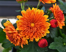 Orange Chrysanthemum Flower seeds for Planting - Hardy Variety, Heirloom & GMO Free Seeds for Home Garden