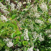 Verbena Chokecherry Flower seeds for Planting Perfect for Borders Heirloom & GMO Free Seeds for Home Garden