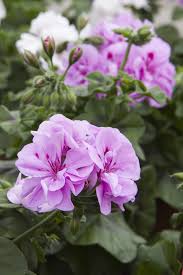 Purple Geranium Pelargonium Flower Seeds for Planting Vibrant Colors Heirloom & GMO Free Seeds for Home Garden
 
 Sale