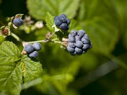 Dewberry Fruit Seeds for Planting - Grow Juicy Berries at Home