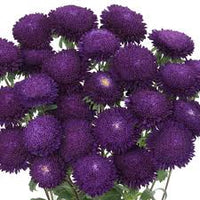 Dark Purple China Aster Flower Seeds for Planting Shade Tolerant Heirloom & GMO Free Seeds for Home Garden
 
 Sale