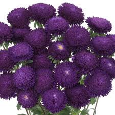 Dark Purple China Aster Flower Seeds for Planting Shade Tolerant Heirloom & GMO Free Seeds for Home Garden
 
 Sale