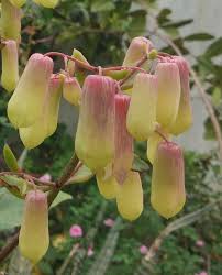 Bryophyllum Pinnatum Flower seeds for Planting - Garden Favorite, Heirloom & GMO Free Seeds for Home Garden