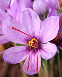 Sativus Flower seeds for Planting - Vibrant Colors, Heirloom & GMO Free Seeds for Home Garden