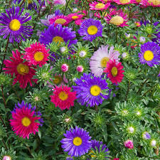 Aster China Flower seeds for Planting Wildflower Mix Heirloom & GMO Free Seeds for Home Garden