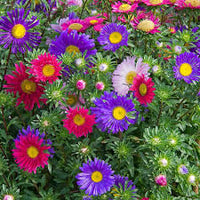 Aster China Flower seeds for Planting Wildflower Mix Heirloom & GMO Free Seeds for Home Garden