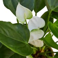 White Green Anthurium Flower seeds for Planting Cut Flower Favorite Heirloom & GMO Free Seeds for Home Garden
