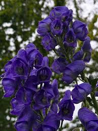 Monkshood Poisonous Flower seeds for Planting - Vibrant Colors, Heirloom & GMO Free Seeds for Home Garden