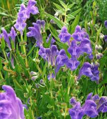 Blue Skullcap Flower seeds for Planting - Shade Tolerant, Heirloom & GMO Free Seeds for Home Garden