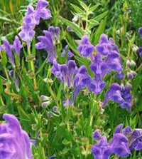 Blue Skullcap Flower seeds for Planting - Shade Tolerant, Heirloom & GMO Free Seeds for Home Garden