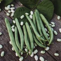 White Tarbais Bean Seeds for Garden Planting