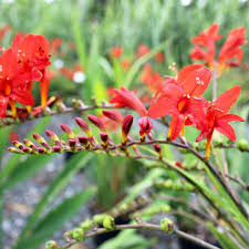 Heirloom Crocosmia Flower seeds for Planting Low Maintenance Heirloom & GMO Free Seeds for Home Garden