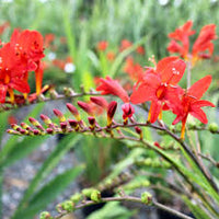 Heirloom Crocosmia Flower seeds for Planting Low Maintenance Heirloom & GMO Free Seeds for Home Garden