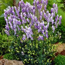 Heirloom Aconitum Flower seeds for Planting Hardy Variety Heirloom & GMO Free Seeds for Home Garden