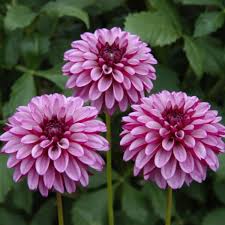 Ruby Pink Dahlia Flower Seeds for Planting Wildflower Mix Heirloom & GMO Free Seeds for Home Garden
 
 Sale