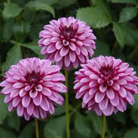 Ruby Pink Dahlia Flower Seeds for Planting Wildflower Mix Heirloom & GMO Free Seeds for Home Garden
 
 Sale