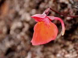 Utricularia Orange Flower Seeds - Easy Planting Guide
