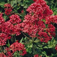 Red Jupiter's Beard Flower seeds for Planting - Cut Flower Favorite, Heirloom & GMO Free Seeds for Home Garden