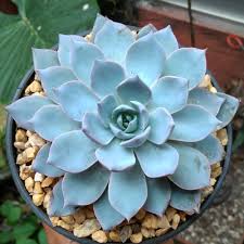Blue Echeveria Subsessilis Flower seeds for Planting - Sun Loving, Heirloom & GMO Free Seeds for Home Garden