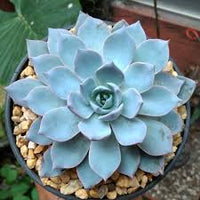 Blue Echeveria Subsessilis Flower seeds for Planting - Sun Loving, Heirloom & GMO Free Seeds for Home Garden
