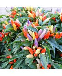 Ornamental Pepper Flower Seeds Mix, Planting