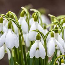 Nivalis Flower Seeds for Planting - Vibrant Blooms for Your Garden