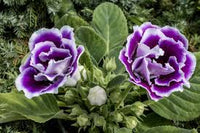 Purple Gloxinia Flower seeds for Planting - Premium Quality, Heirloom & GMO Free Seeds for Home Garden
