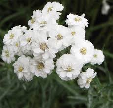 White Ptarmica Flower seeds for Planting - Vibrant Colors, Heirloom & GMO Free Seeds for Home Garden
 
 Sale