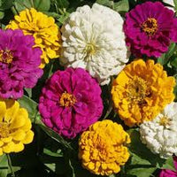 Elegans Flower seeds for Planting - Low Maintenance, Heirloom & GMO Free Seeds for Home Garden
