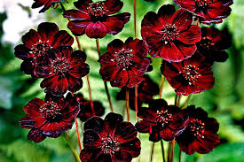 Vibrant Mixed Dassi Seeds for Spring and Summer Planting